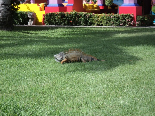 Royal Decameron Iguana